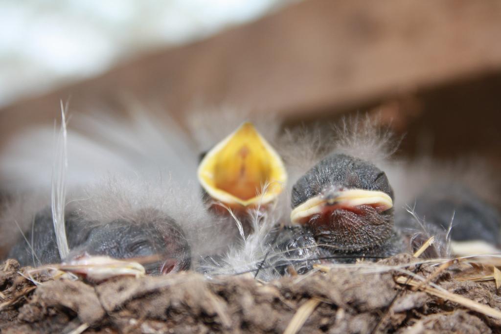 Landhaus Martens Bresewitz Dış mekan fotoğraf